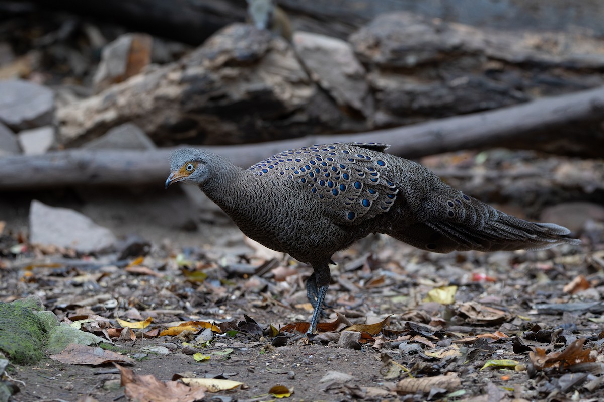 Gray Peacock-Pheasant - ML644304372