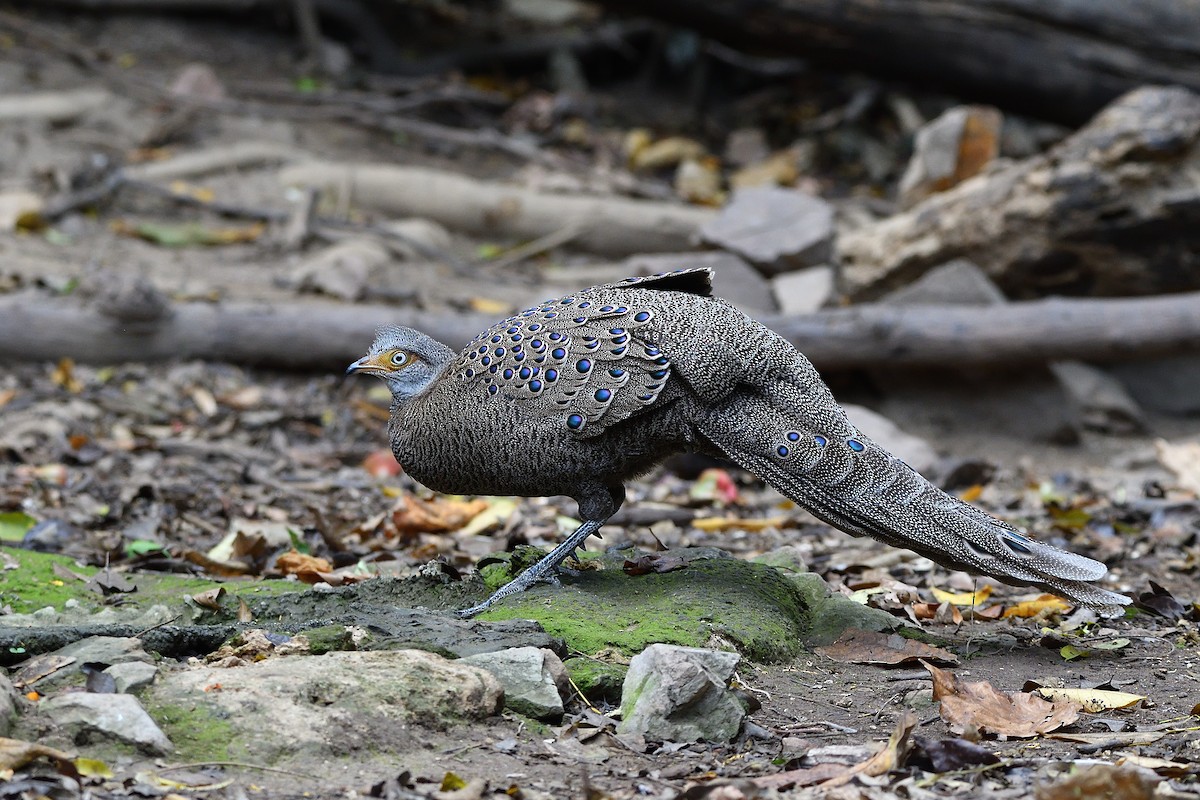 Gray Peacock-Pheasant - ML644304374