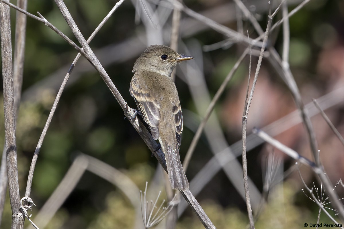 Willow Flycatcher - ML644304375