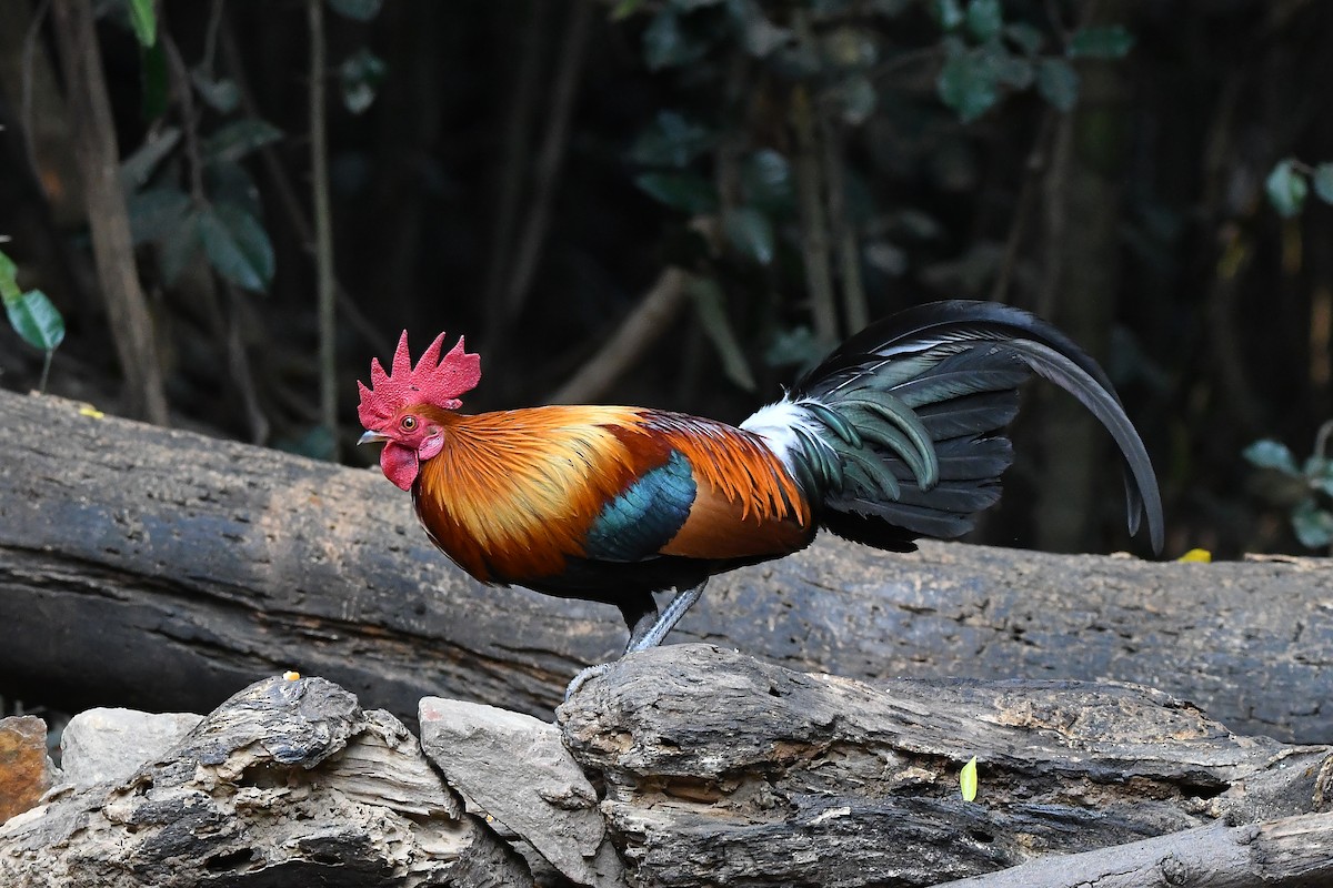 セキショクヤケイ - ML644304378