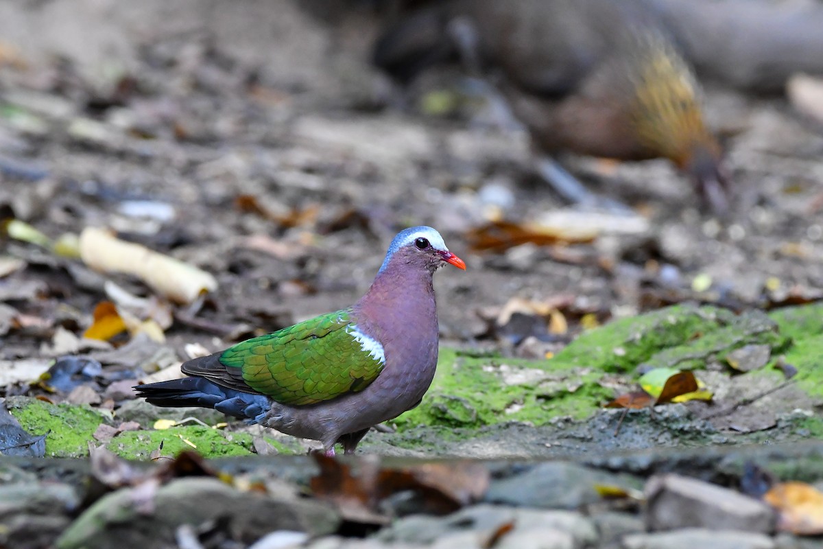 Asian Emerald Dove - ML644304382