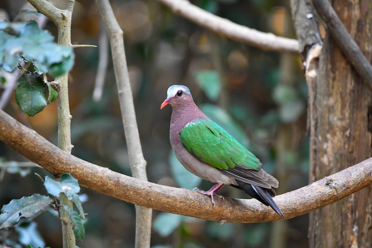 Asian Emerald Dove - ML644304383