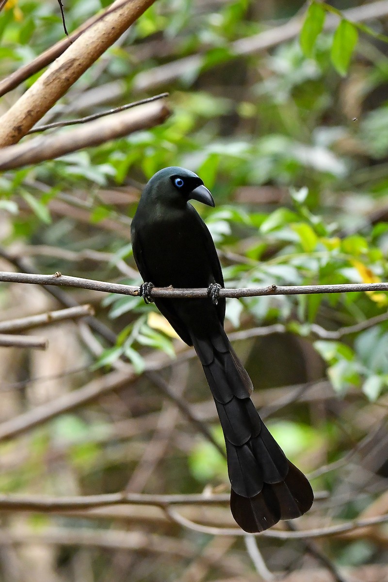 Racket-tailed Treepie - ML644304387