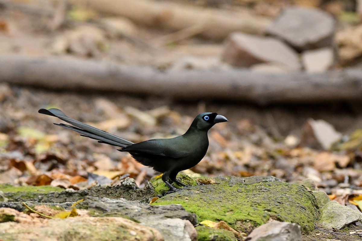 Racket-tailed Treepie - ML644304388