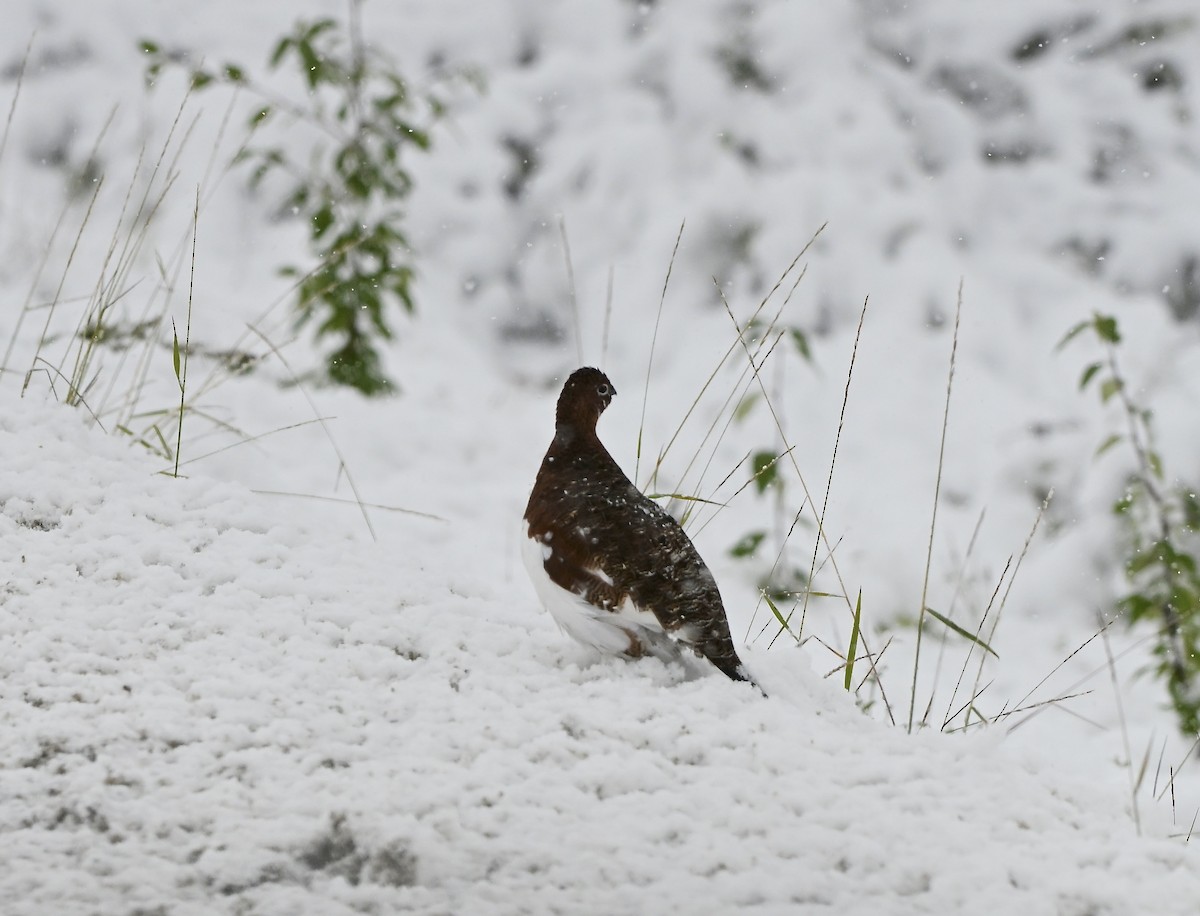 Moorschneehuhn - ML644304391
