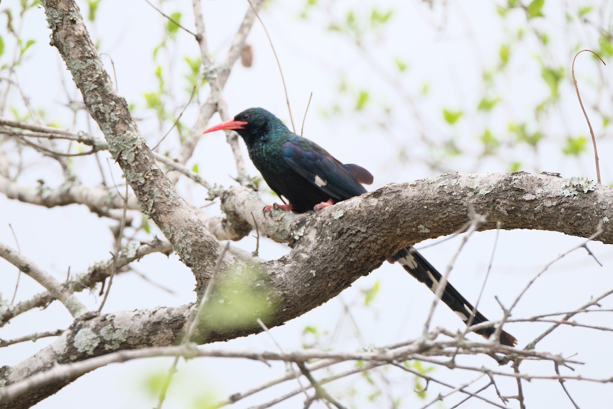 Слотняк пурпуровий - ML644304399