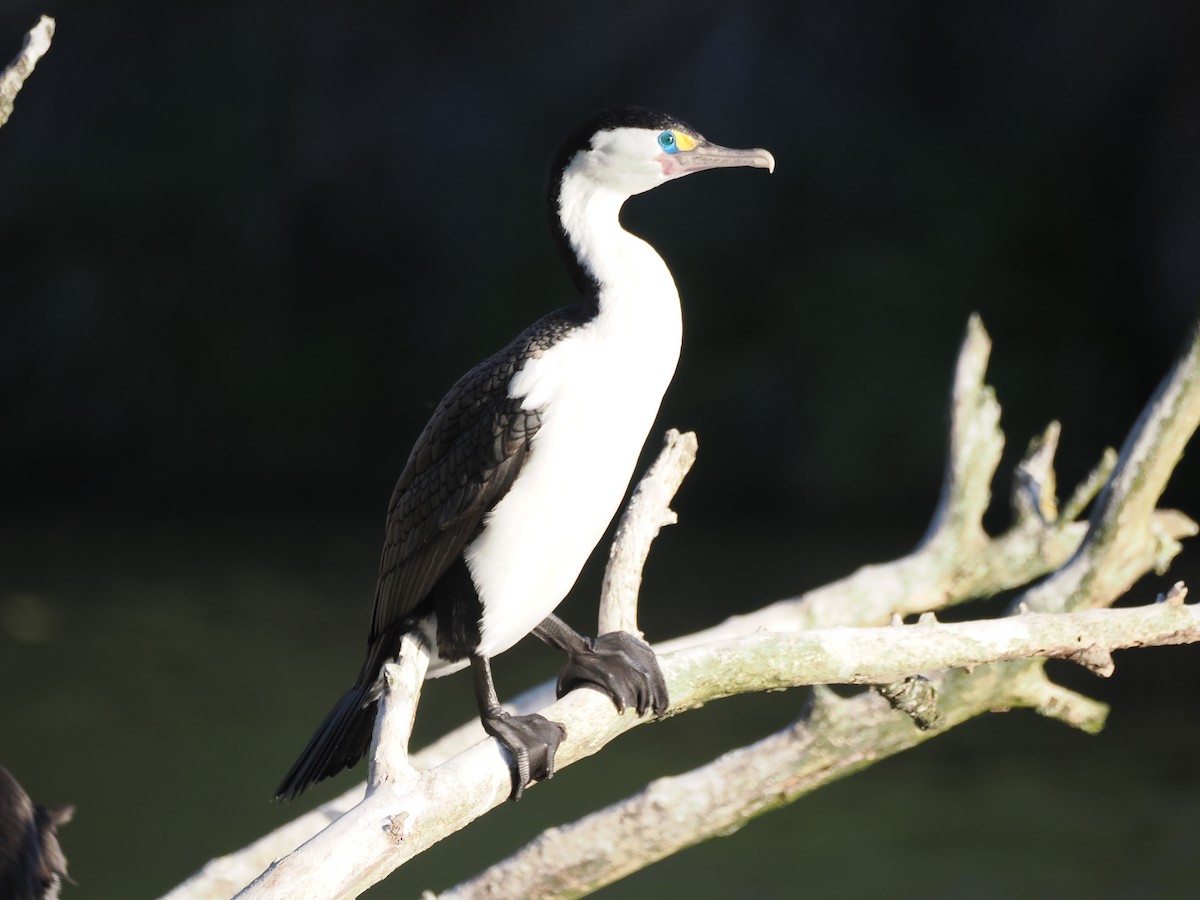 kormorán pestrý - ML644304404