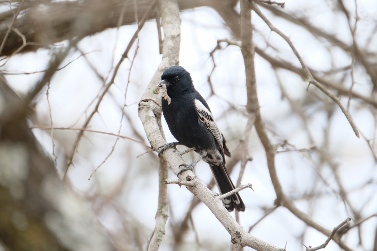 Southern Black-Tit - ML644304406