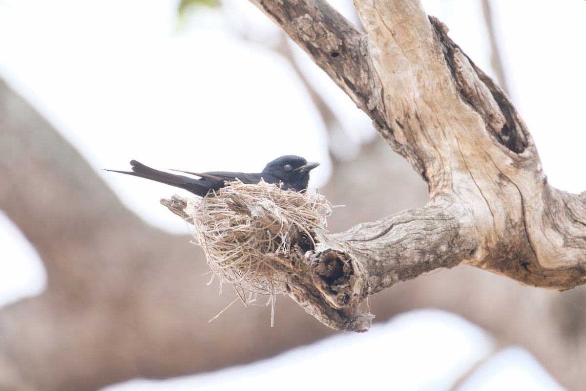 Southern Black-Tit - ML644304407
