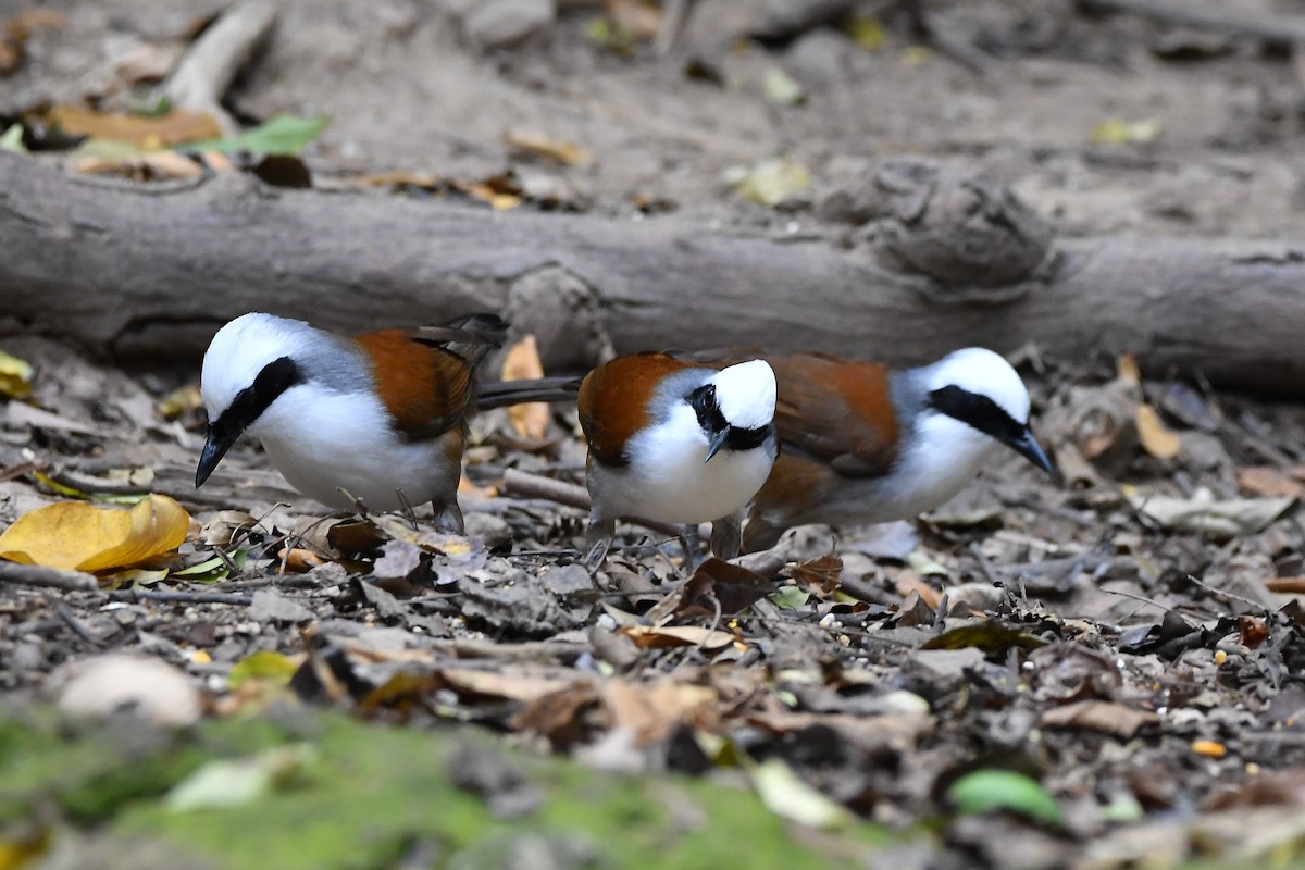 White-crested Laughingthrush - ML644304408