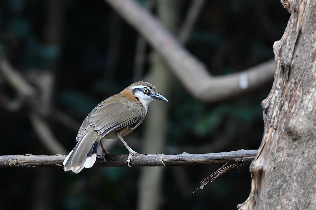 Lesser Necklaced Laughingthrush - ML644304411