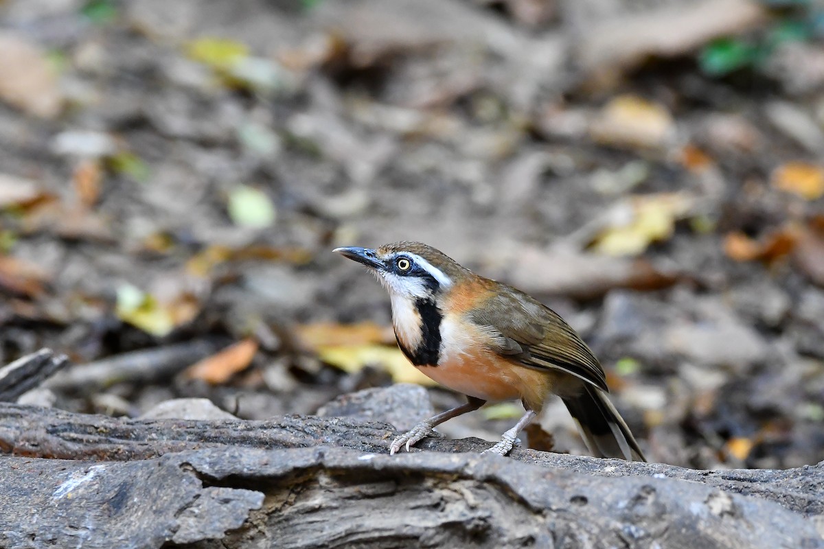Lesser Necklaced Laughingthrush - ML644304412