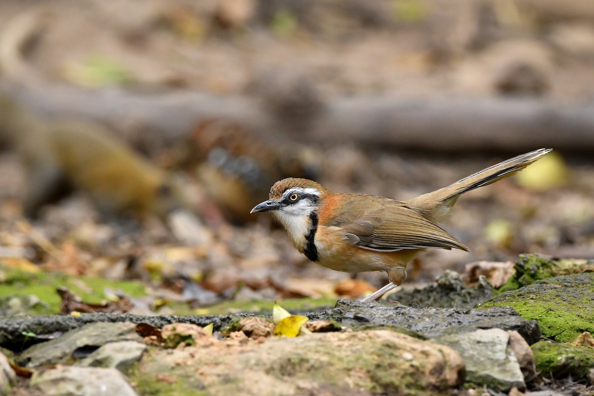 Lesser Necklaced Laughingthrush - ML644304413