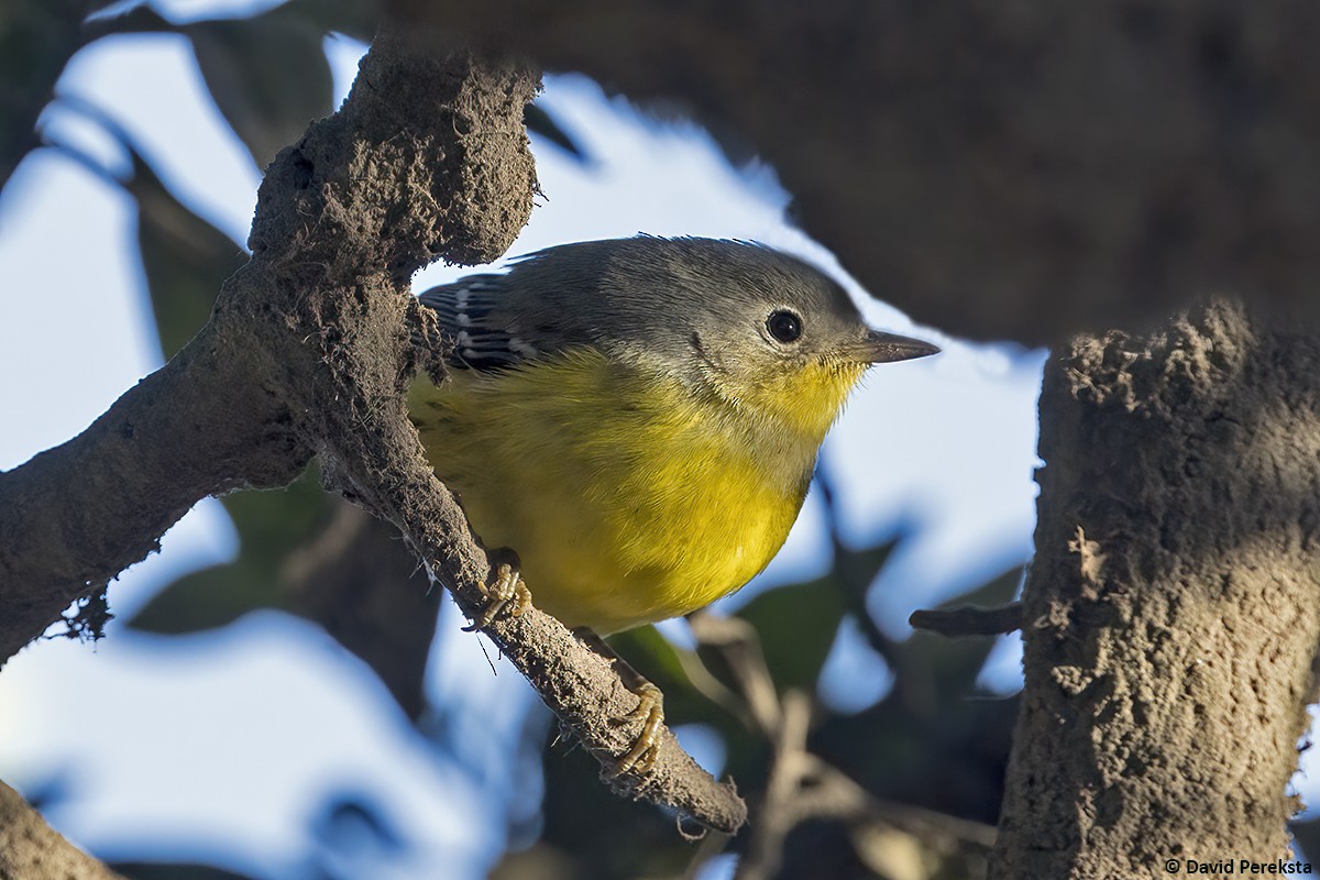 Magnolia Warbler - ML644304422
