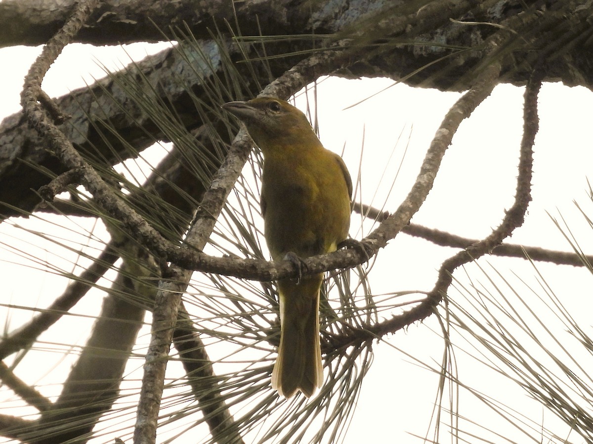 Hepatic Tanager - ML644304423