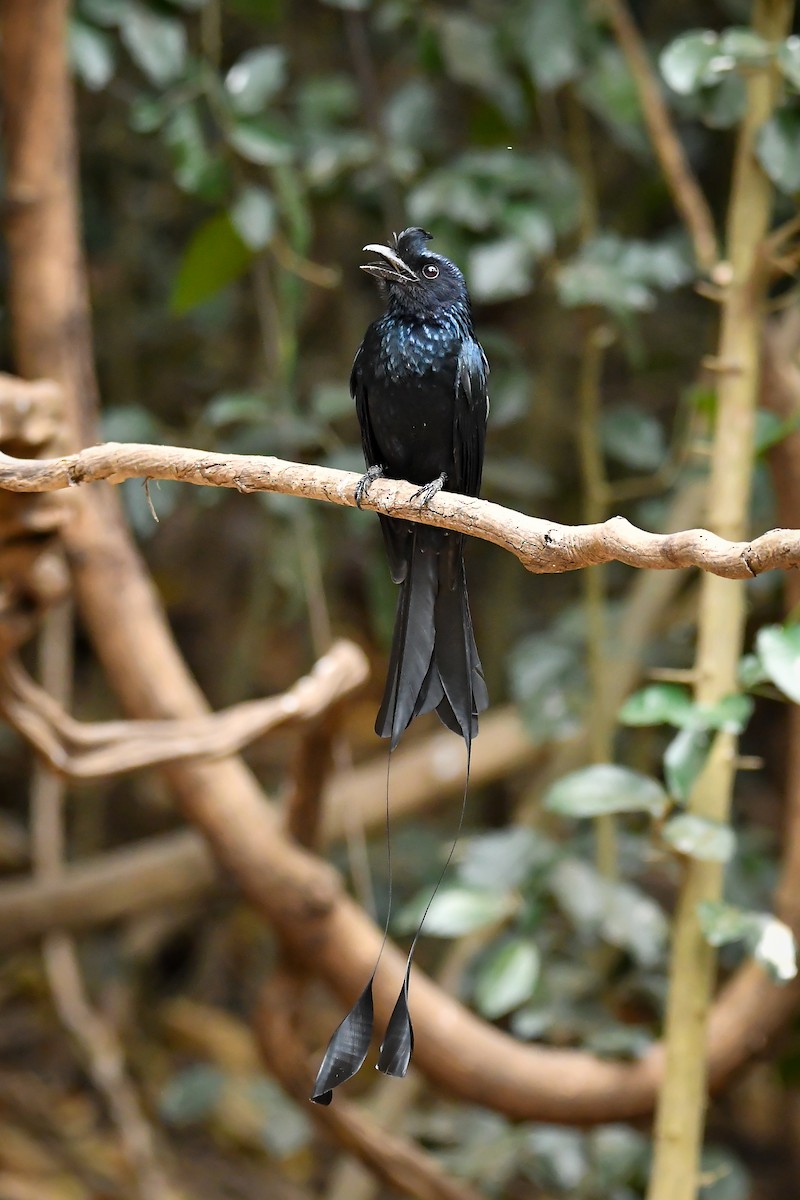 Drongo à raquettes - ML644304437
