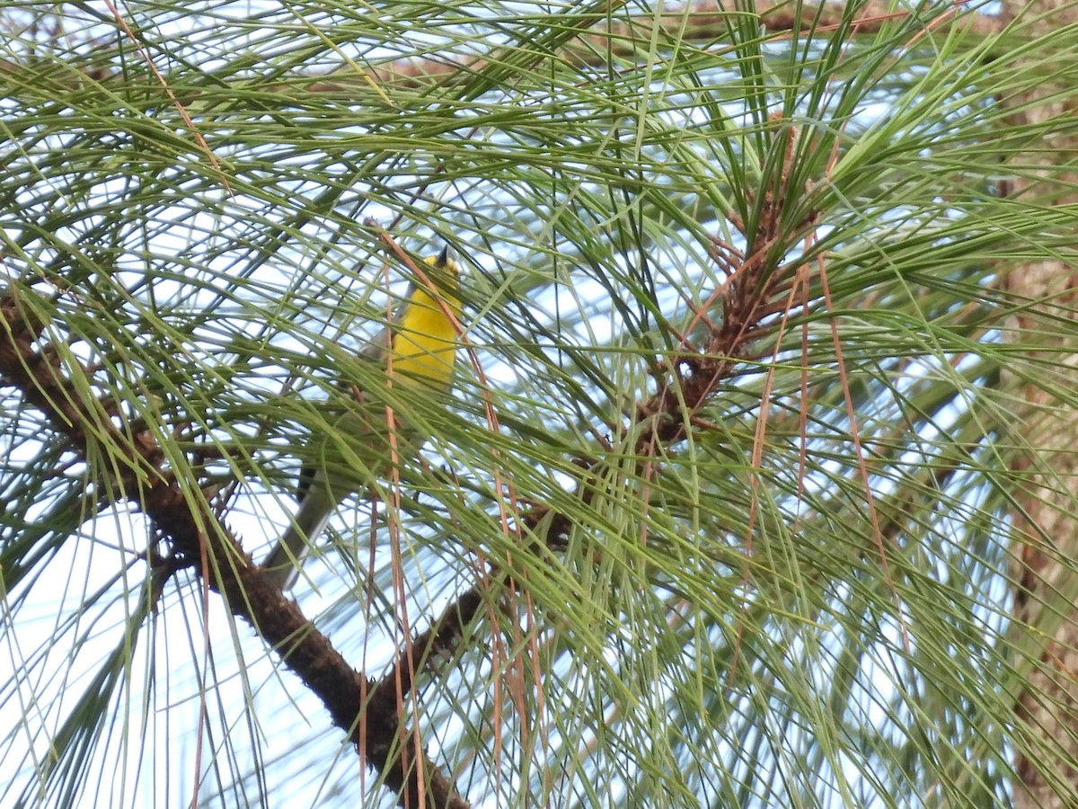 Grace's Warbler - ML644304446