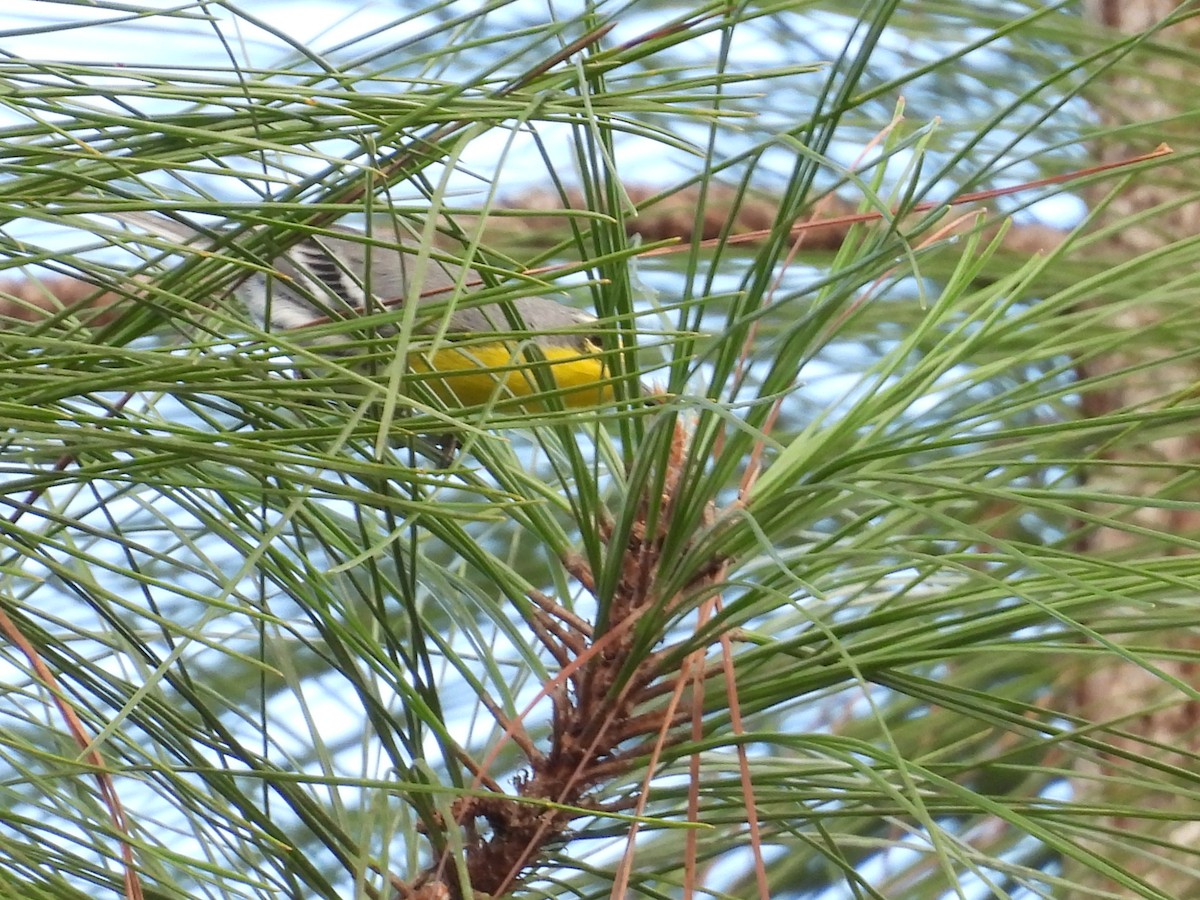 Grace's Warbler - ML644304449