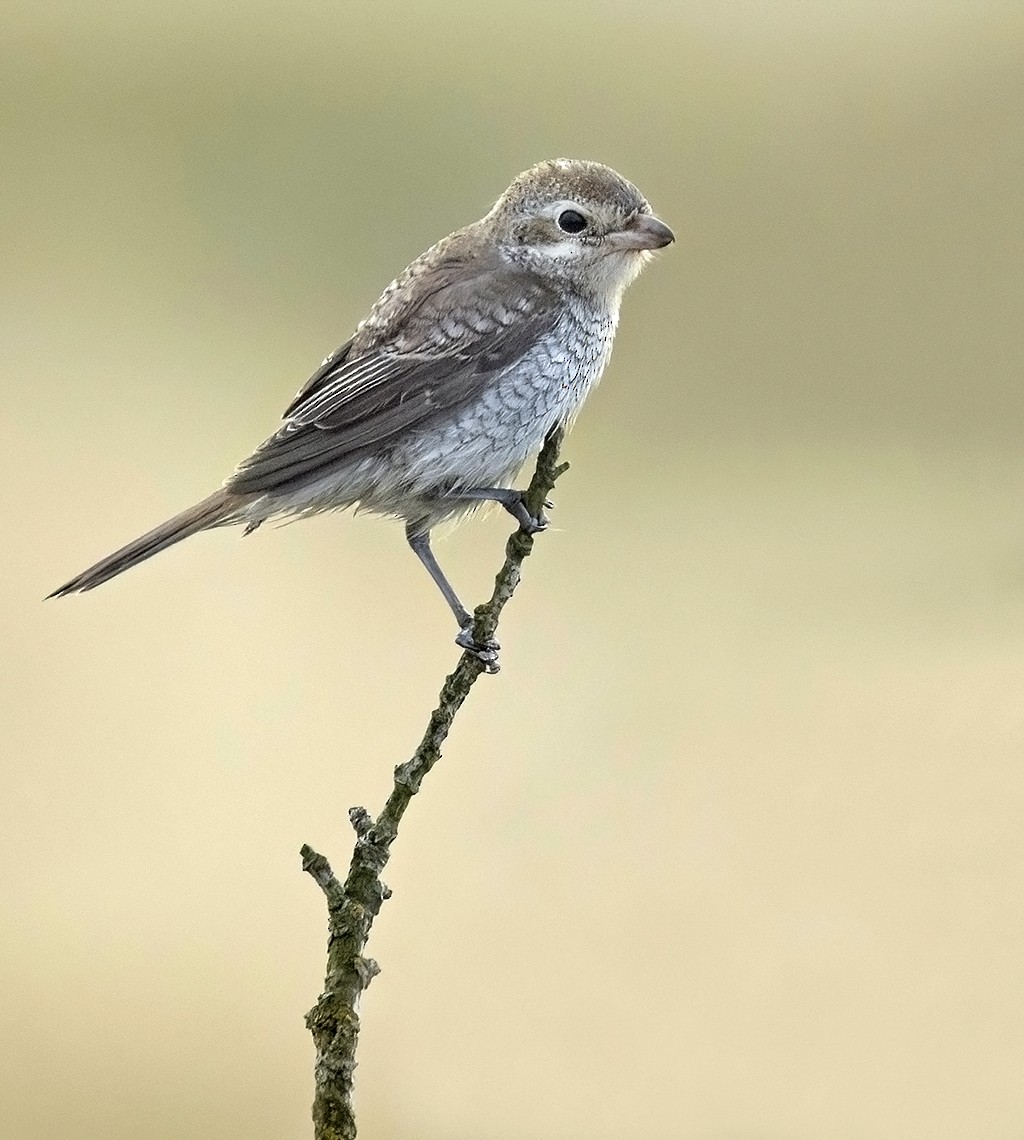 Red-backed Shrike - ML644304454