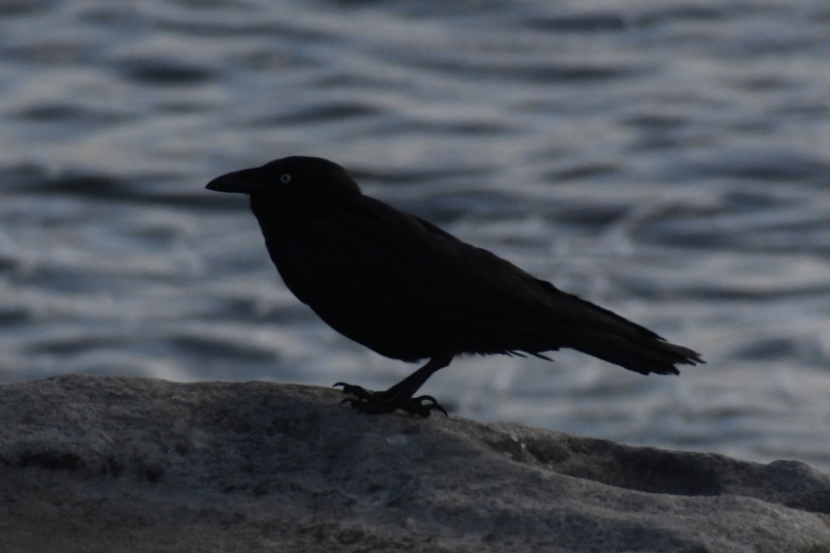 Cuervo Australiano - ML644304455