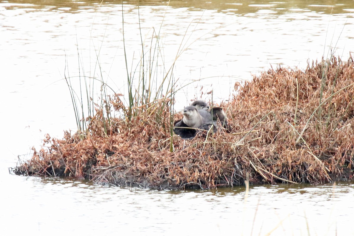 Western River Otter - ML644304456