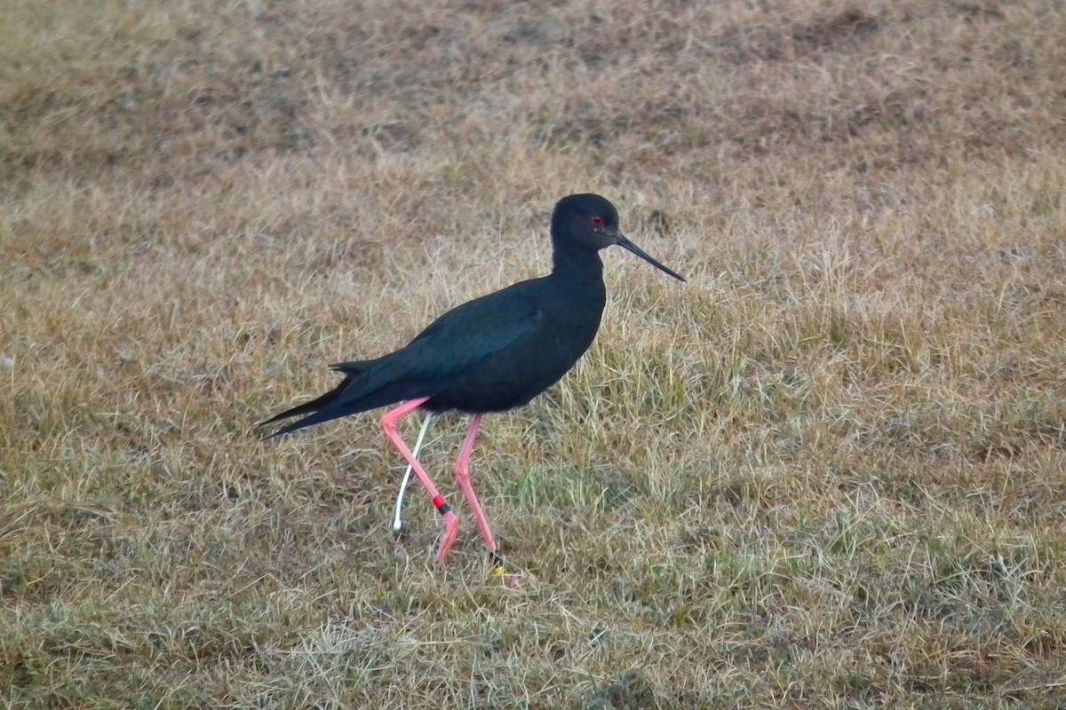 Black Stilt - ML644304457