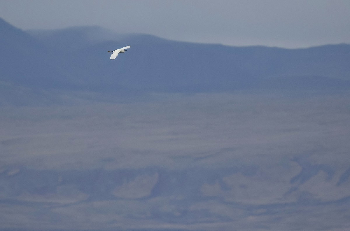 Little Egret - ML644304462