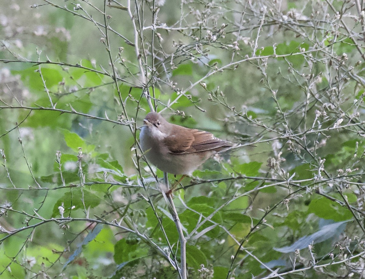 Sterpazzola - ML644304463