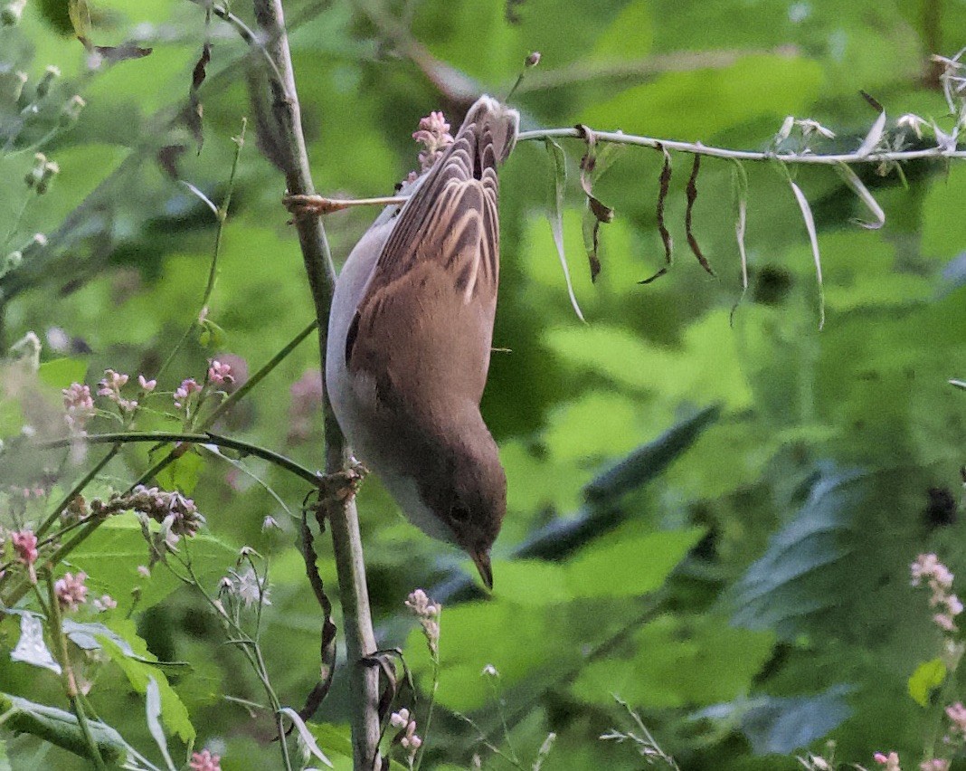 Sterpazzola - ML644304464