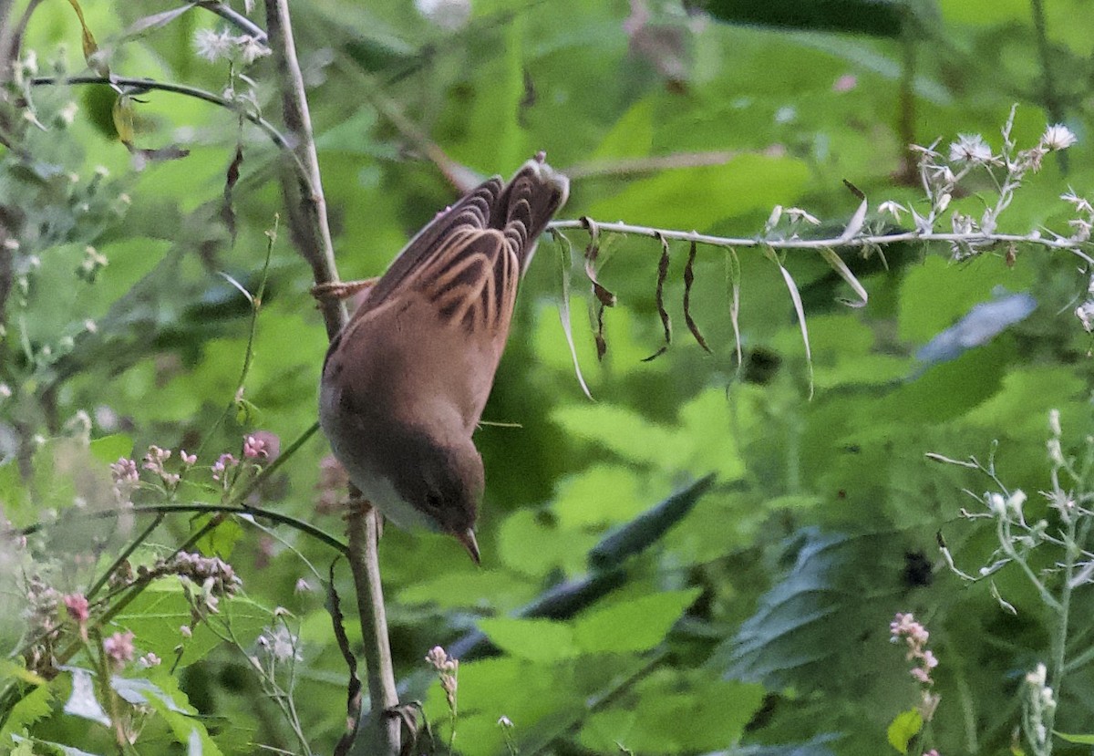 Sterpazzola - ML644304465