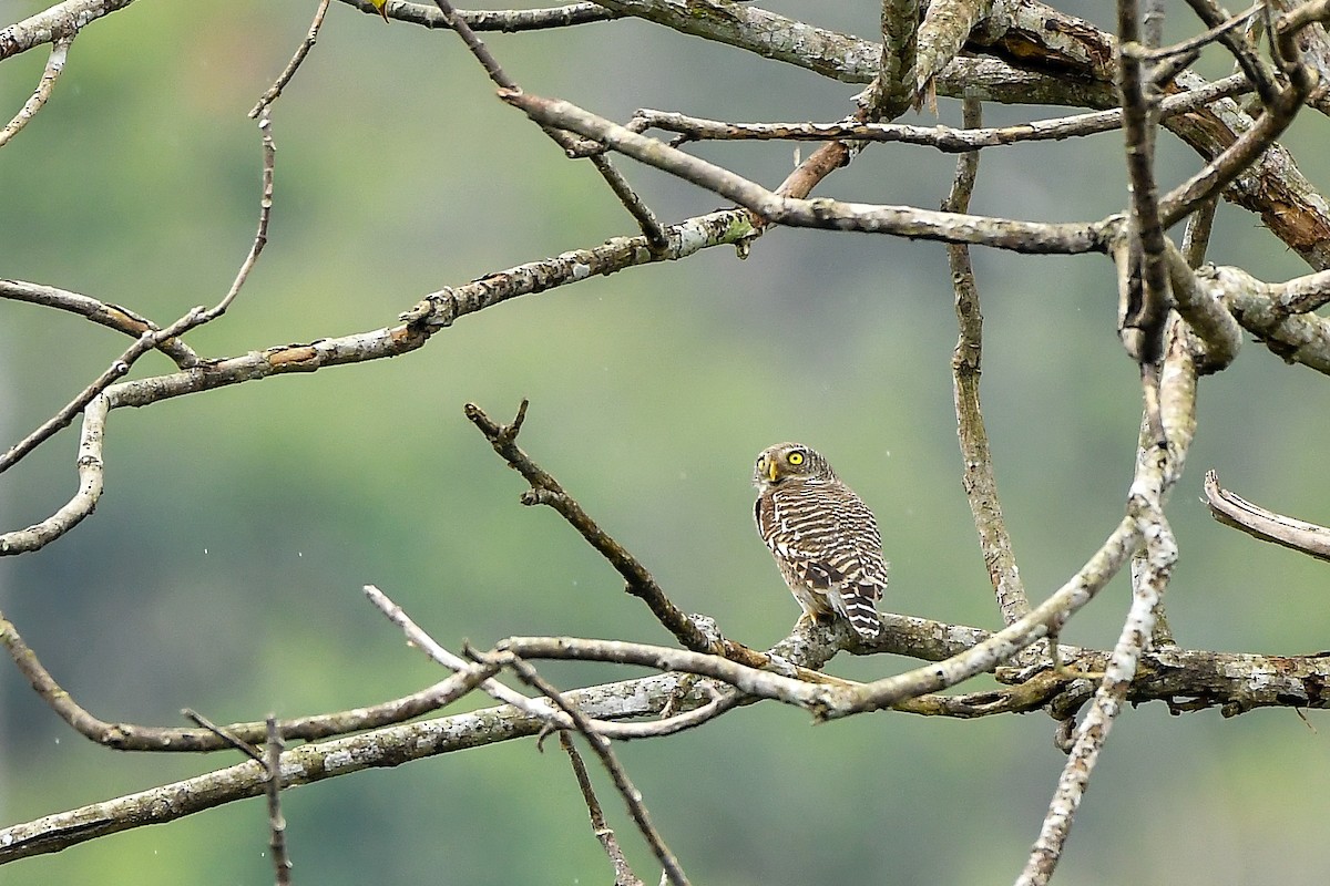 Asian Barred Owlet - ML644304466