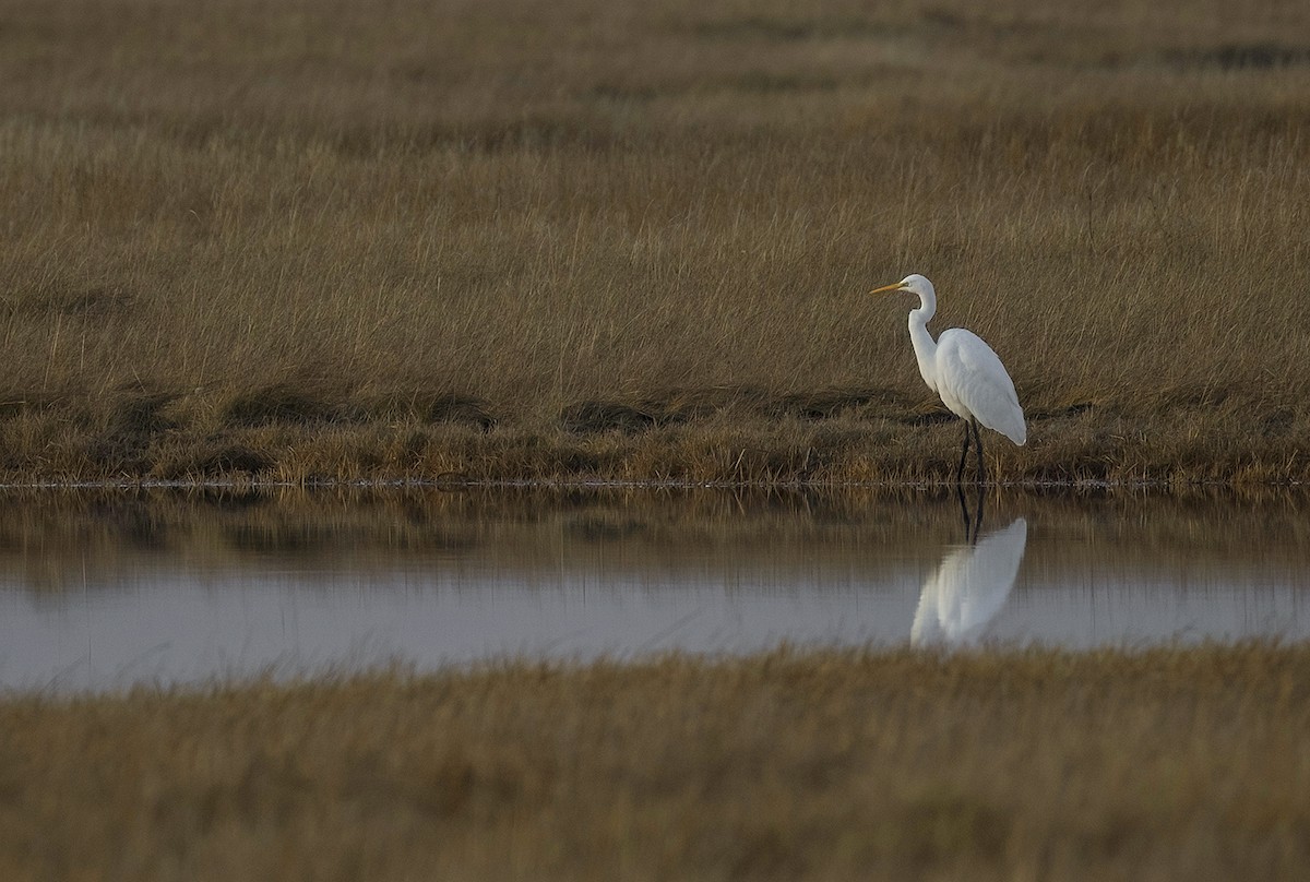 Great Egret - ML644304468