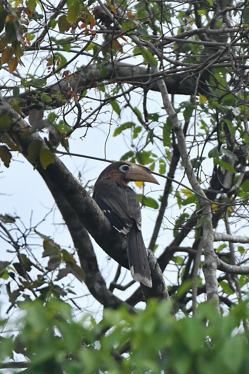 Rusty-cheeked Hornbill - ML644304469