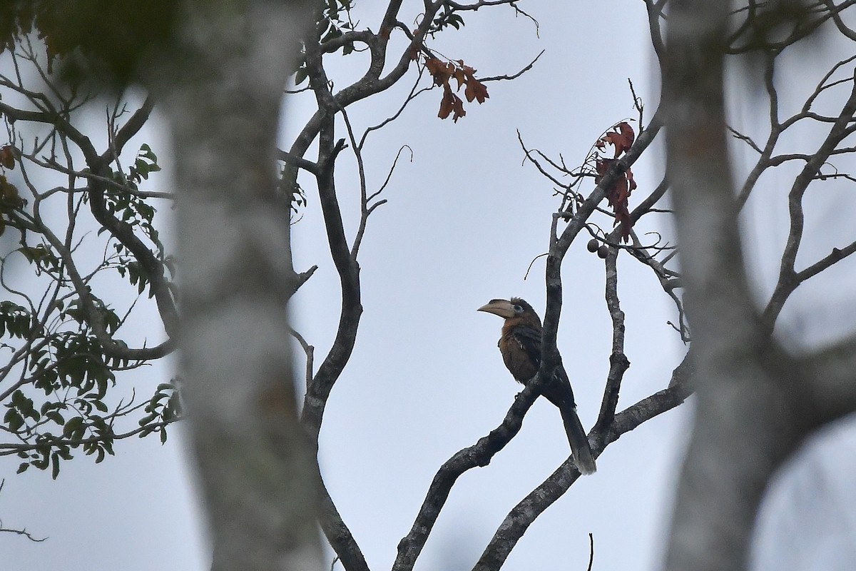 Rusty-cheeked Hornbill - ML644304470