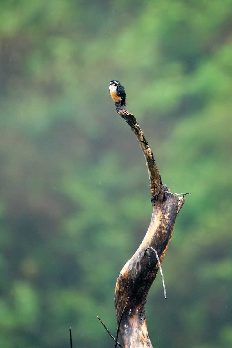 Black-thighed Falconet - ML644304471