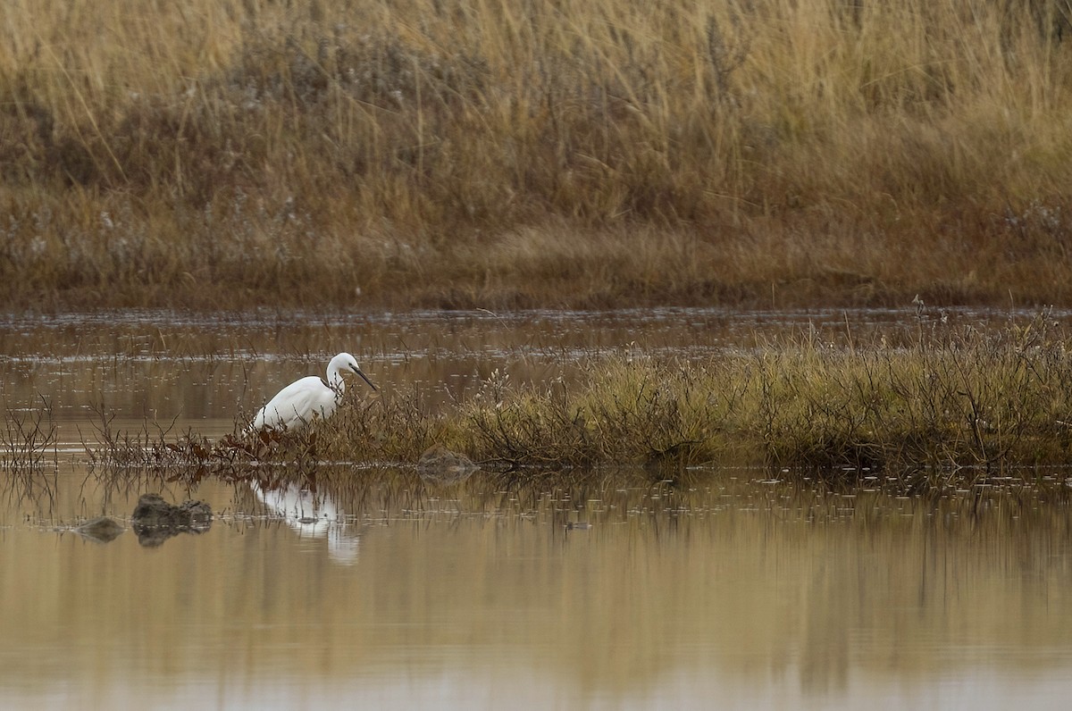 Little Egret - ML644304472