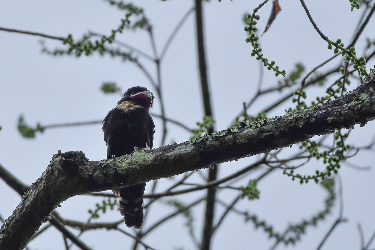 Dusky Broadbill - ML644304474