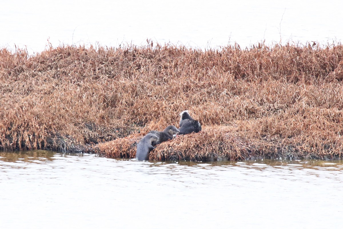 Western River Otter - ML644304476