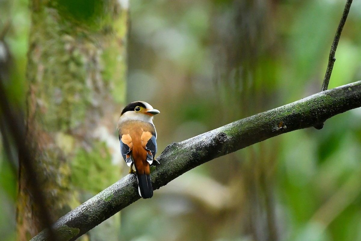 Silver-breasted Broadbill - ML644304477