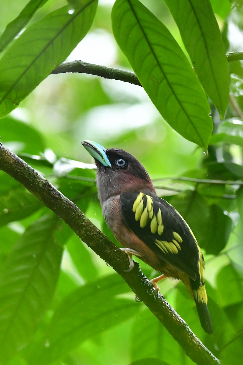 Banded Broadbill - ML644304479