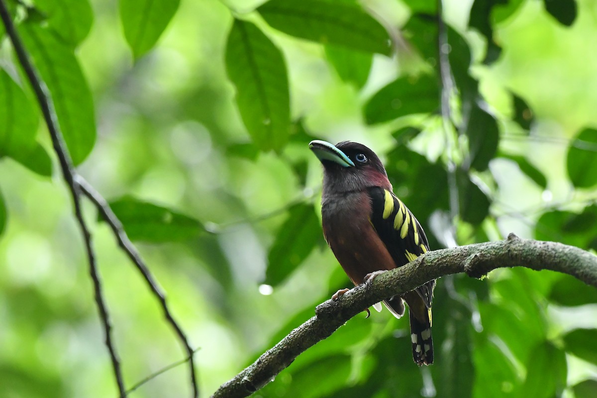 Banded Broadbill - ML644304480