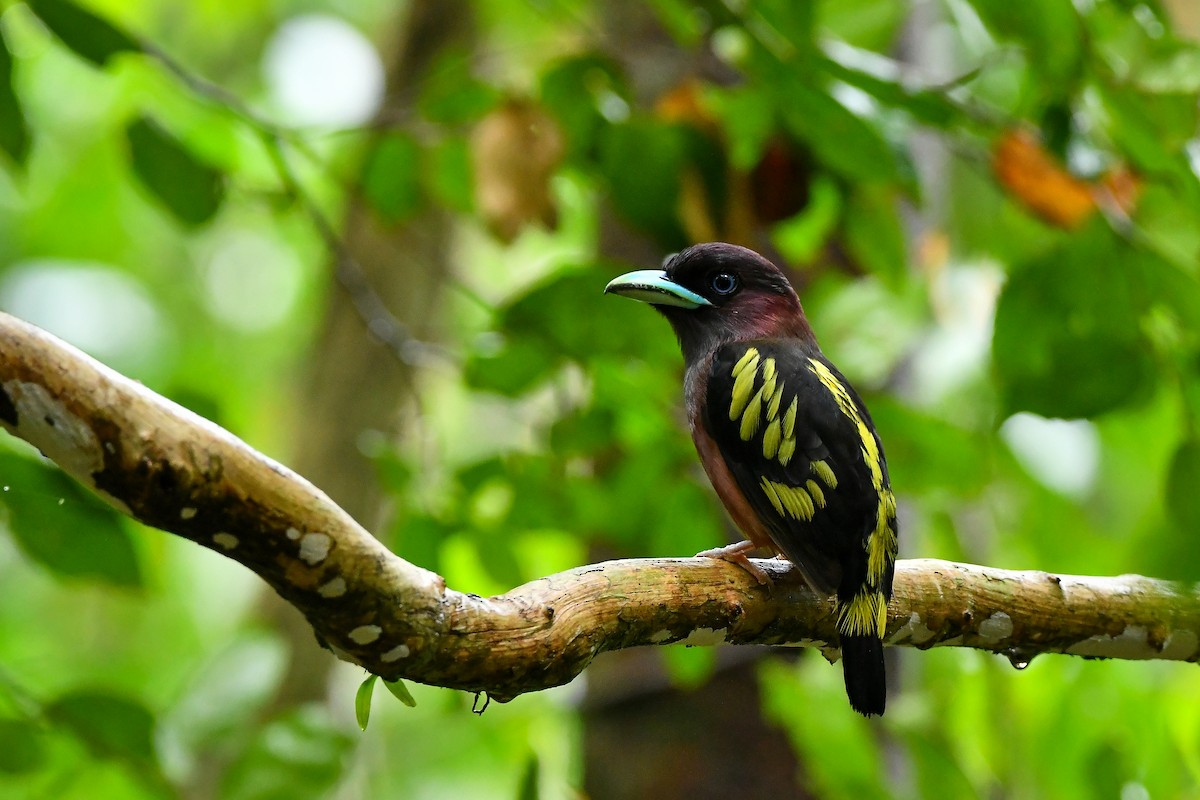 Banded Broadbill - ML644304481