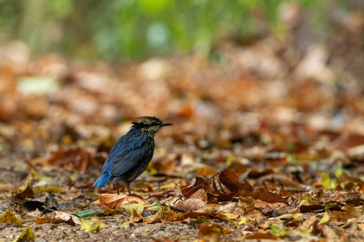 Blue Pitta - ML644304485