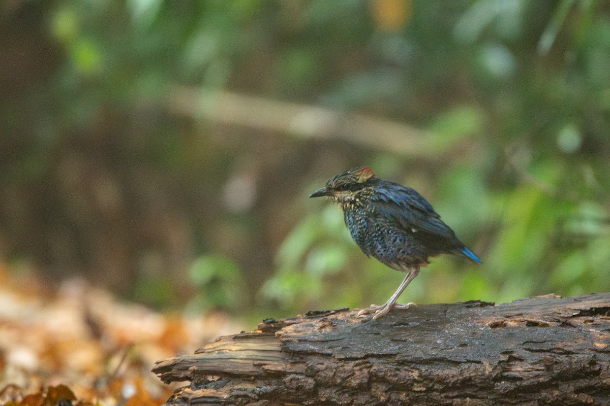 Blue Pitta - ML644304486