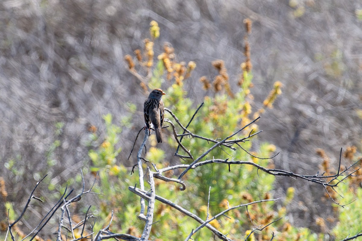 Porsuk Serçesi - ML644304490