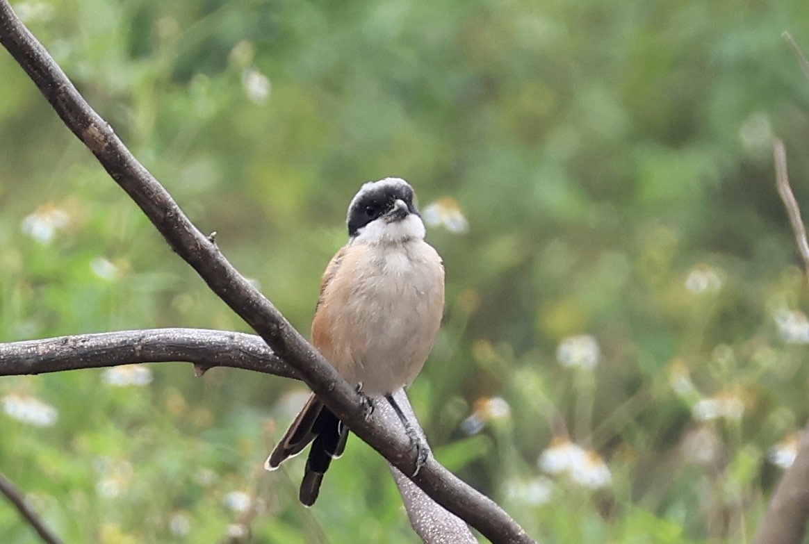 Alcaudón Schach - ML644304491