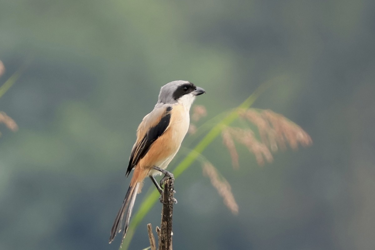 Alcaudón Schach - ML644304492