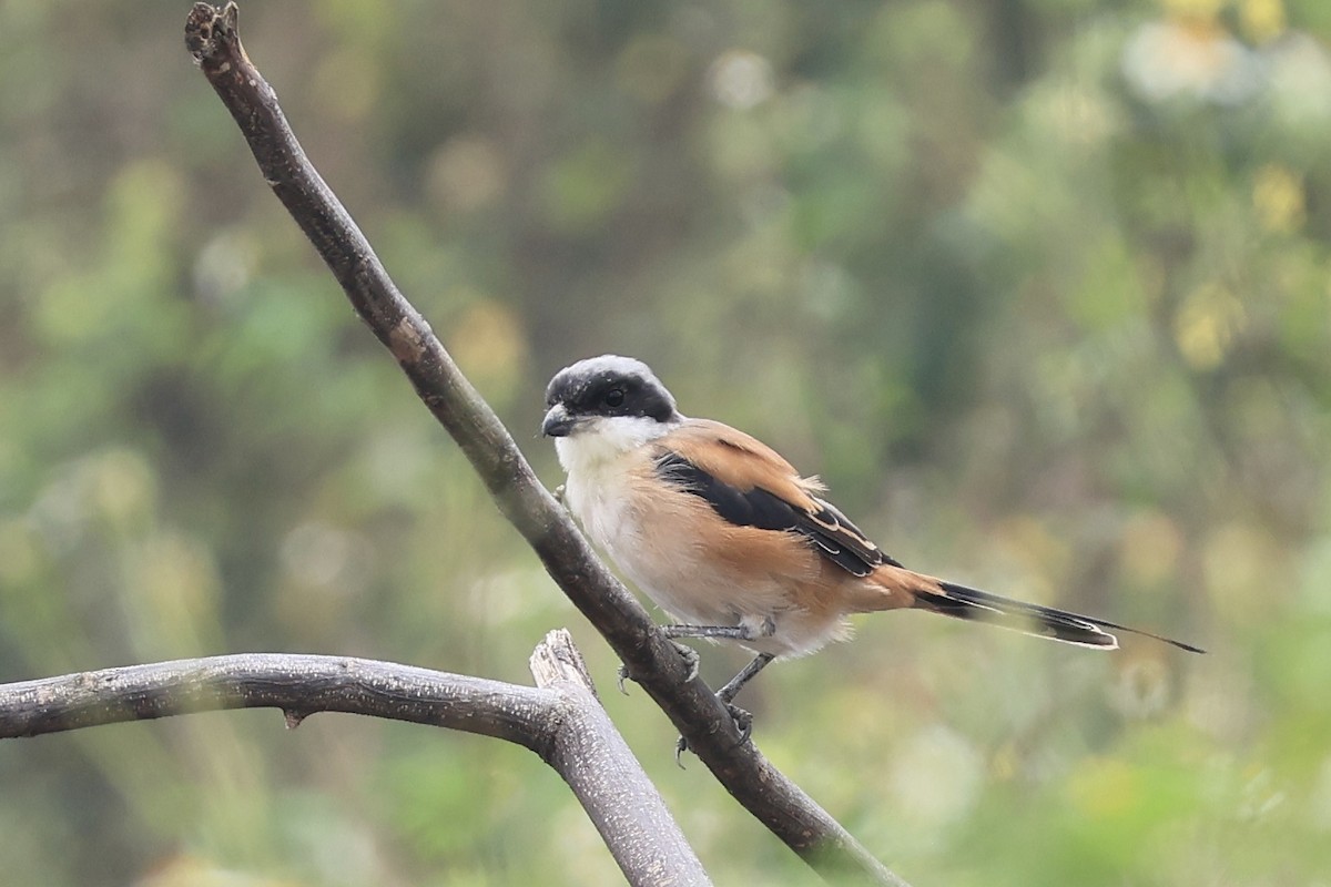 Alcaudón Schach - ML644304493