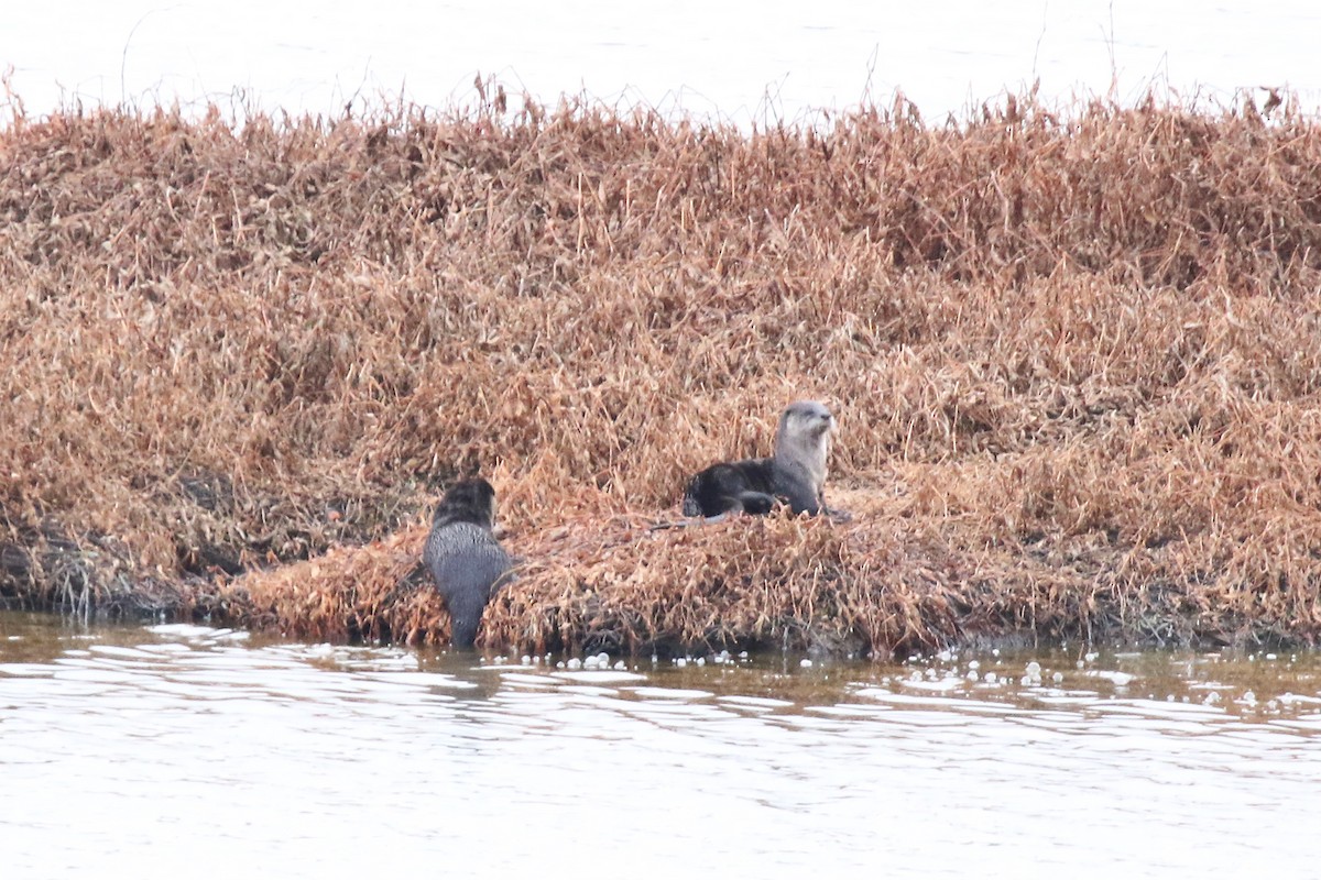 Western River Otter - ML644304496