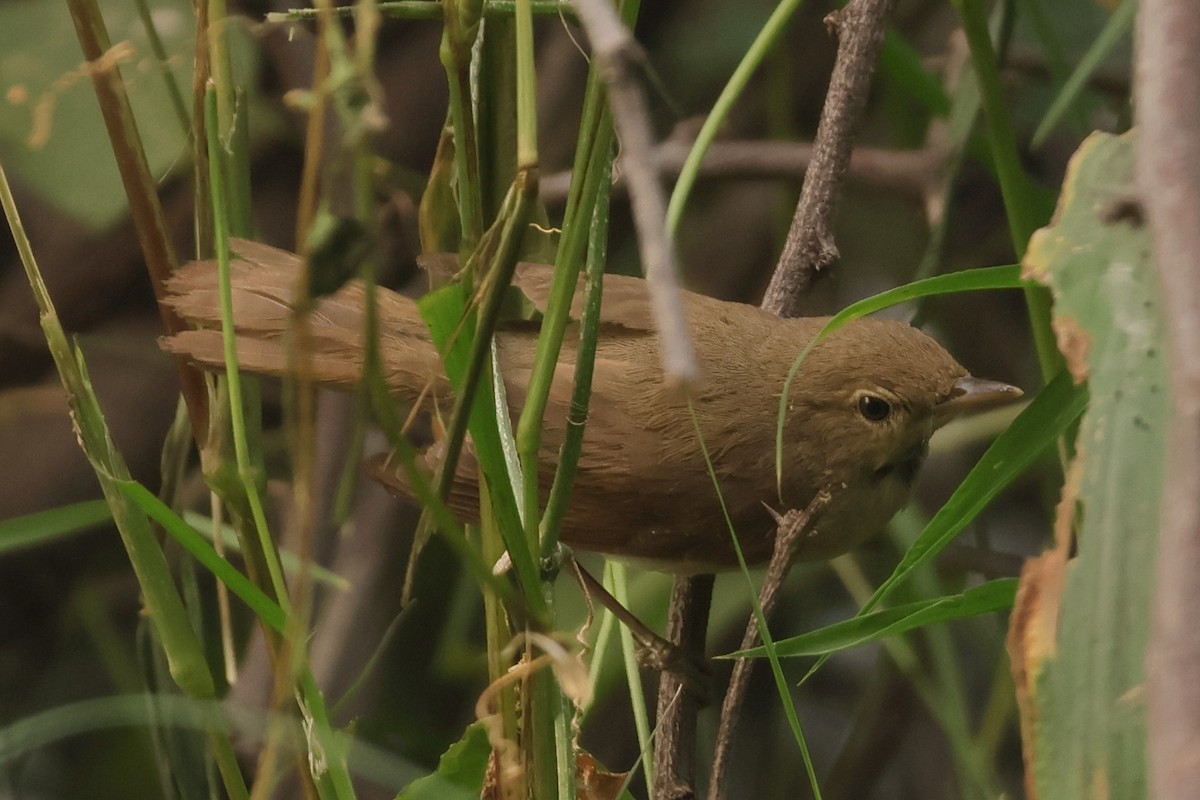 Rousserolle des buissons - ML644304498